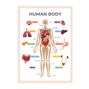 Human Body Poster - Educational Wall Chart (A3)