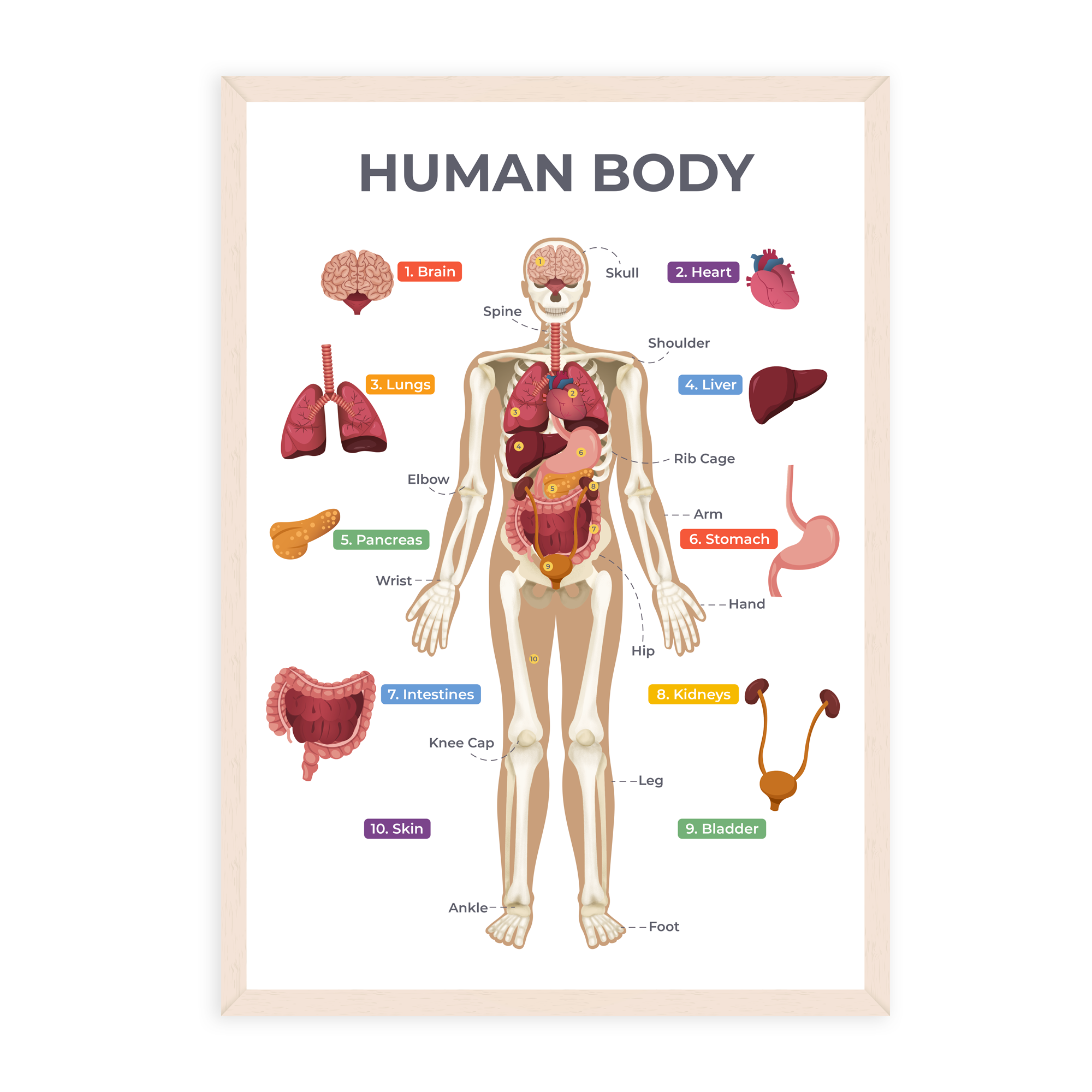 Human Body Poster - Educational Wall Chart (A3)