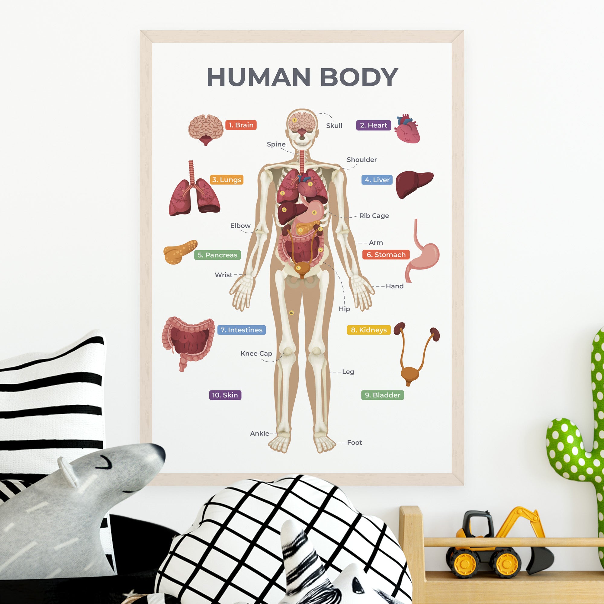 World Map, Solar System, Telling Time & Human Body Poster (A3, 4 Pack)