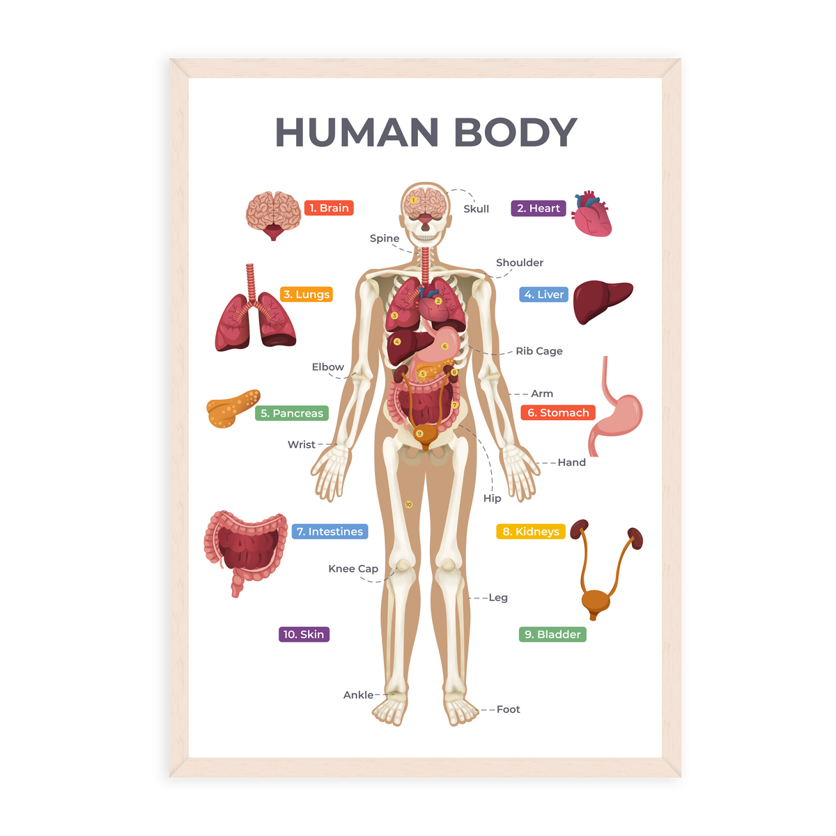 Female Anatomy Human Body Classroom Educational Chart Poster 12x18 Inch